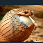 BlackPnther137's Avatar'