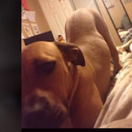 Milchreis1234's Avatar'