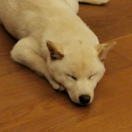 Lebrons-dih-smeg's Avatar'