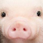 huhuhuh.bobobob's Avatar'