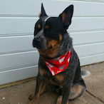 StaggeredMule2's Avatar'