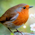 fluffybird459's Avatar'