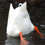MoacirCudiPato4's Avatar'