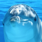 ColonelDolphin's Avatar'