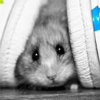 pansophicalll's Avatar'