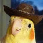 Noodle_bird.03's Avatar'