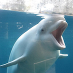 joridiculous's Avatar