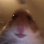 ratlosmappy's Avatar'