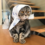 babushkaaaaaaaa's Avatar'