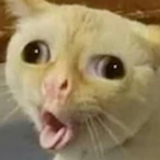 MooseBooster's Avatar'