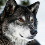Lone.WoIf's Avatar'