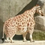 SilentGiraffe04's Avatar'