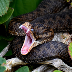 Mr_Sanguini's Avatar