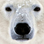 T6_NoResputical's Avatar