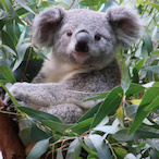 Koala-MGZ's Avatar'