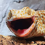 GarstigerGecko's Avatar'