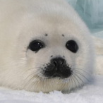 TobiasPJDK's Avatar'