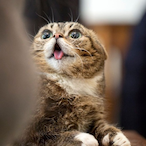 Lil-Bub-09's Avatar'