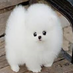 IAmFluffyyyy's Avatar'
