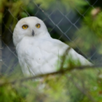 De_chlini_Dino's Avatar'