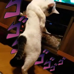 reivaxlol's Avatar'