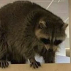 RcurringRaccoon's Avatar'