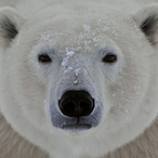 P0LARBEAR38's Avatar'