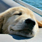 ComfyDoggo-'s Avatar'