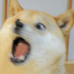 doge_chan's Avatar'