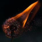 NoWay915's Avatar'