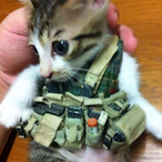 Tactical.Kitten's Avatar'