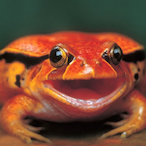 Comfortable_Cow's Avatar'