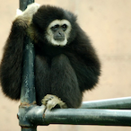GibbonGuardian's Avatar'