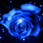 bluerose199's Avatar'