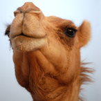 Kemaalen's Avatar'