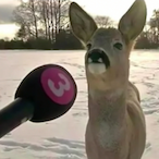 MaskunPizzeria's Avatar'