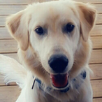LasseLuftfilter's Avatar'