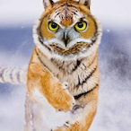 CorrectSteak255's Avatar'