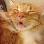 KittyKittyLee's Avatar'