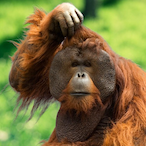 DaddyOrangutan's Avatar'
