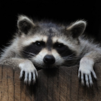 XD_Raccoon's Avatar'