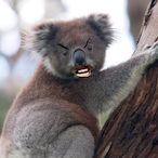 aussiedropbear's Avatar'
