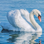 chipmunkJerm's Avatar'