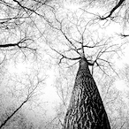 BOBOEdit-AMFR's Avatar'