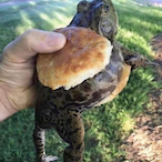 LUCKYlineman50's Avatar'