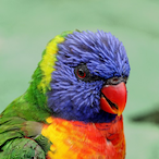 lamLorikeet.'s Avatar'