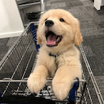 cutin open's Avatar'