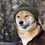 ValentineDoge's Avatar
