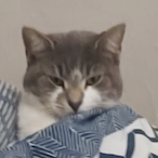 Poggers_Frogger's Avatar'