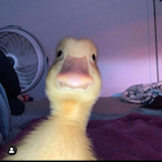 yfake 43's Avatar'
